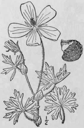 3 Callirho Triangul Ta Leavenw A Gray Clustered Po 1198