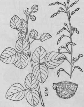 3 Meibomia Paucifl Ra Nutt Kuntze Few Flowered Tic 921