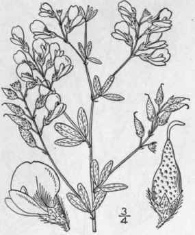 3 Psoralea Florib Nda Nutt Many Flowered Psoralea 835