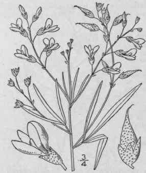 3 Psoralea Florib Nda Nutt Many Flowered Psoralea 836