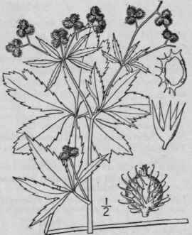 3 Sanicula Canadensis L Short Styled Snake Root 1444