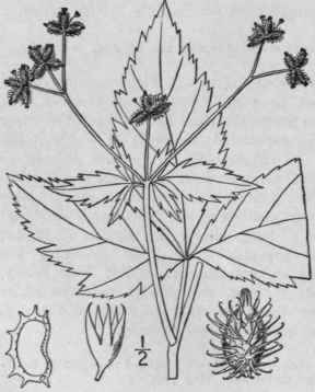 3 Sanicula Canadensis L Short Styled Snake Root 1445