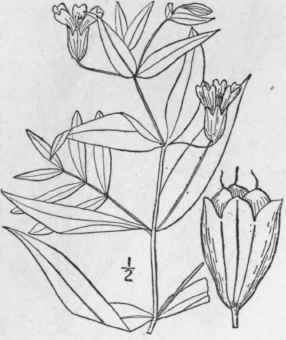 3 Silene Lba Muhl Western White Or Snowy Campion 145