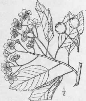 30 Crataegus Viridis L Southern Thorn 706