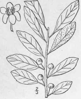 4 Ilex Glabra L A Gray Inkberry Evergreen Winterbe 1131