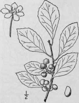 4 Ilex Glabra L A Gray Inkberry Evergreen Winterbe 1132