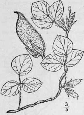 47 Dol cholus Medic Vorles Chur Phys Gesell 2 354  984