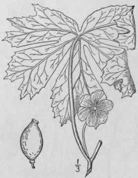 6 Podophyllum L Sp Pl 505 1753 303