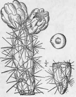 7 Opuntia Arbor Scens Engelm Tree Cactus 1334