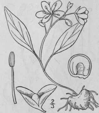 I Claytonia Virginica L Spring Beauty May Or Grass 83