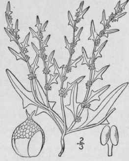 I Monolepis Nuttalli Na R S Greene Monolepis 38