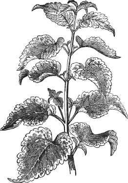 Coleus Verschaffeltii