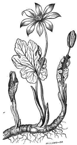 Sanguinaria Canadensis