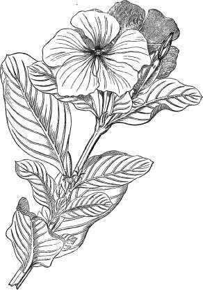 Vinca Rosea
