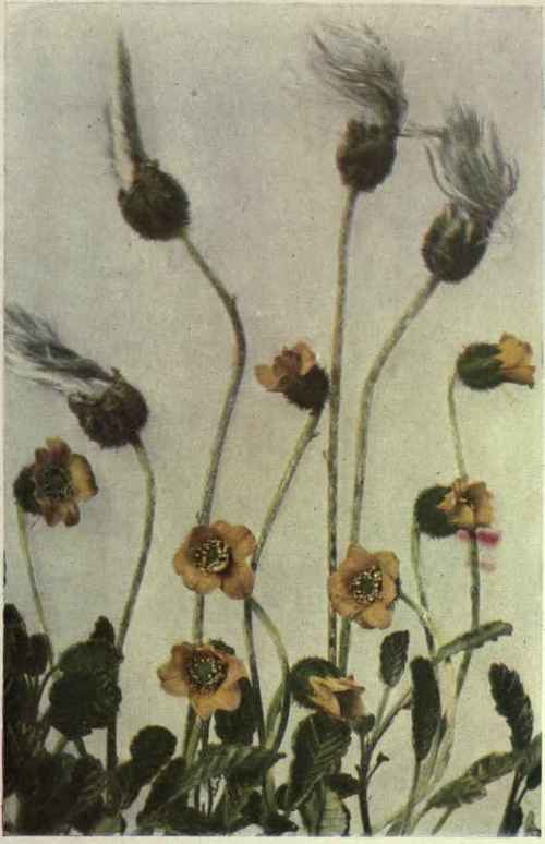 Drummond's Dryas (Dryas Drummondii)