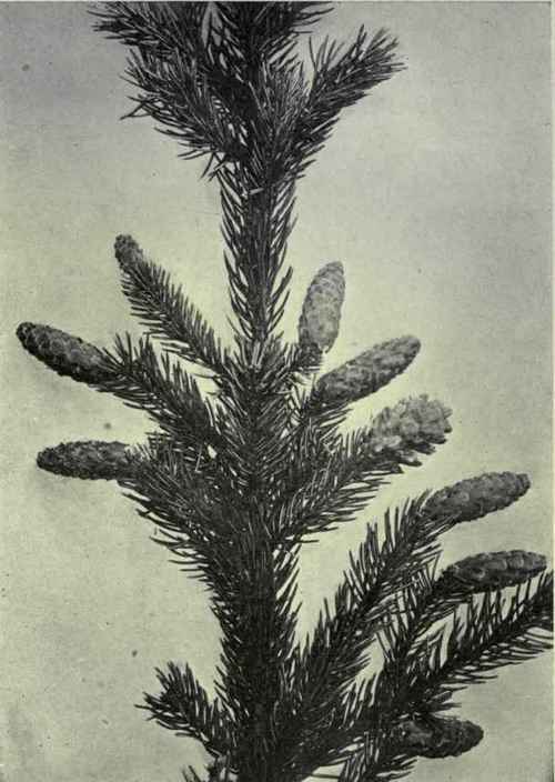 Engelmann's Spruce (Picea Engelmanni)