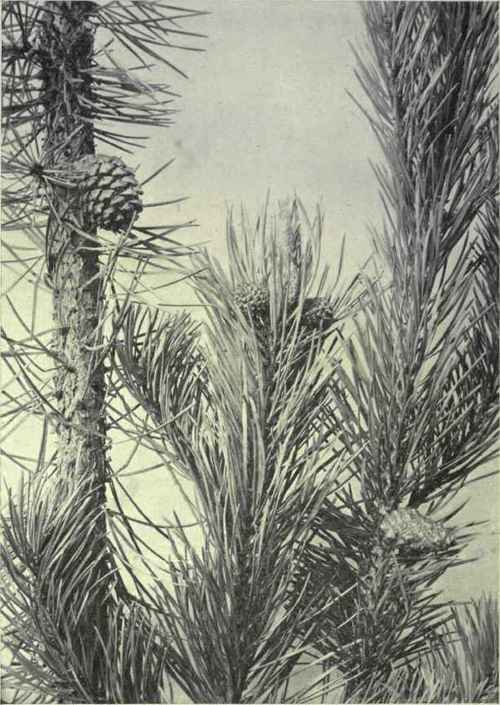 Lodge Pole Pine (Pinus contorta var. Murrayana)