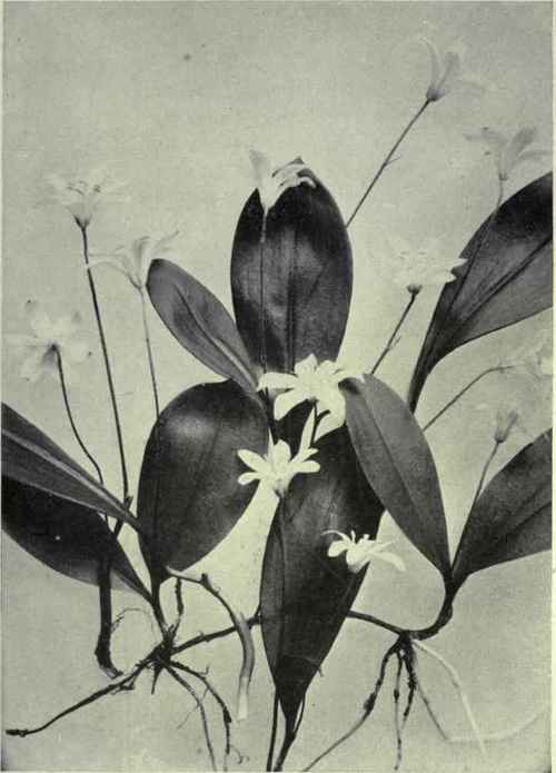 Queen Cup (Clintonia uniflora)