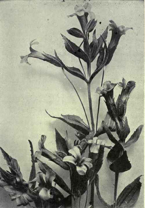 Red Monkey Flower (Mimulus Lewisii)