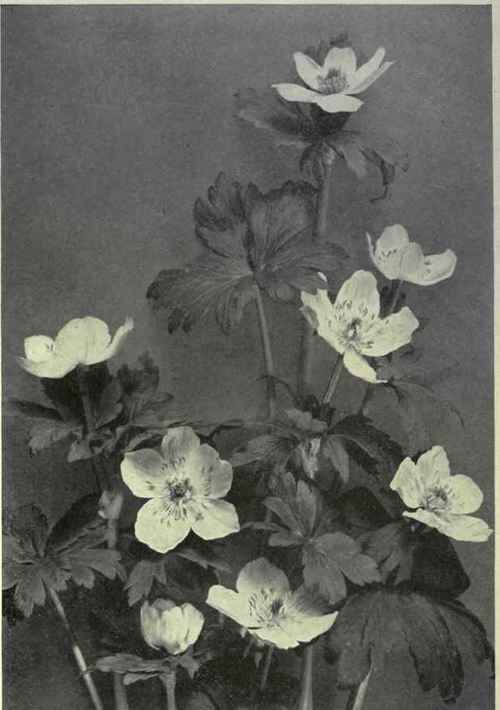 White Globe Flower (Trollius laxus var. albiiiorus)