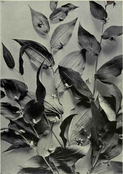 White Twisted Stalk