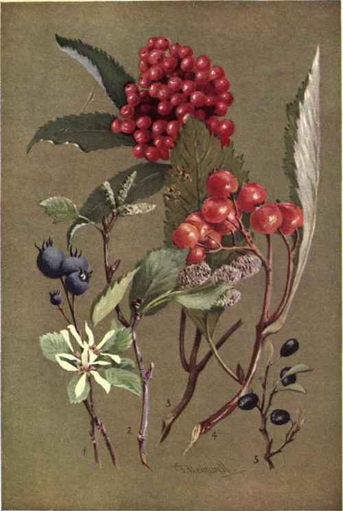 1. AMELANCHIER VUGARIS. 2. ALNUS VIRIDIS. 3. SAMHUCUS RACEMOSUS. 4. SORBU's ARIA. 5. VACCINIUM ULIGINOSUM.