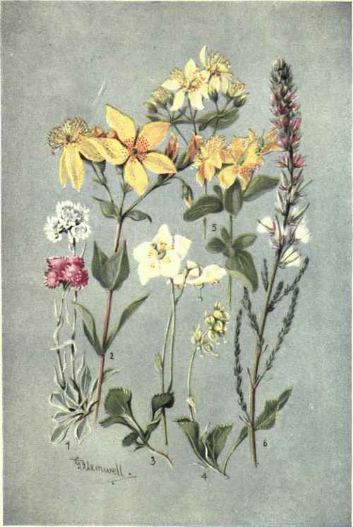 1. ANTENNARIA DIOICA. 2. HYPERICUM RICHERI. 3. PYROLA UNIFLORA. 4. PYROLA SECUNDA. 5 HYPERICUM MACULATUM. 6. MYRICARIA GERMANICA.