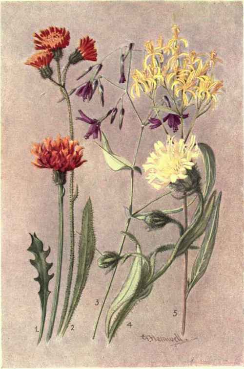 1. CREPIS AUREA. 2. HIERACIUM AURANTIACUM. 3. PRENANTHES PURPUREA. 4. HIERACIUM INTVBACEUM. 5. SENECIO FUCHSII.