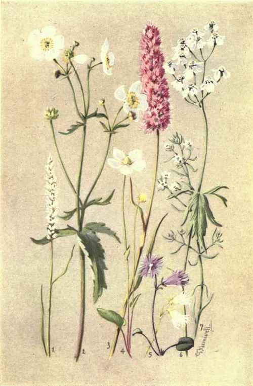 1. POLYGONUM VIVIPARUM. 2. RANUNCULUS ACONITIFOLIUS. 3. POLYGONUM BISTORTA. 4. PARNASSIA PALUSTRIS. 5. SOLDANELLA ALPINA. 6. ACHILLEA MACROPHYLLA. 7. THESIUM ALPINUM.