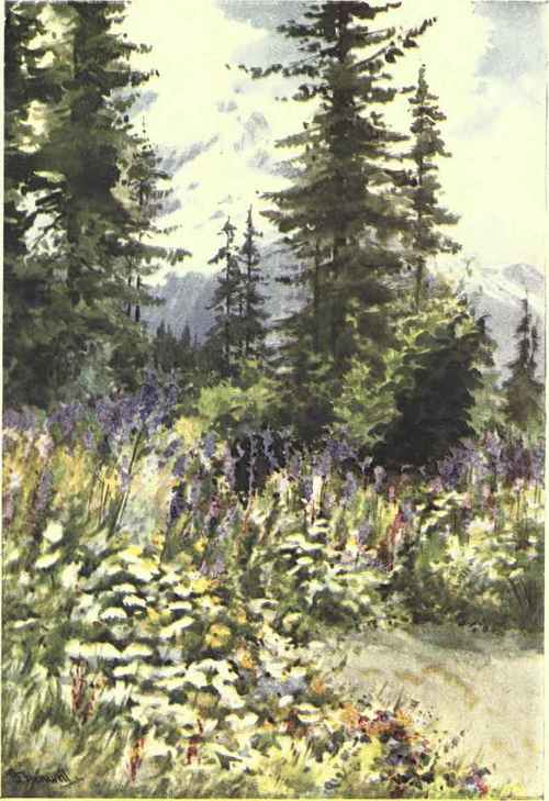 Mulgedium Alpinum, Epilorium Angusti Folium.