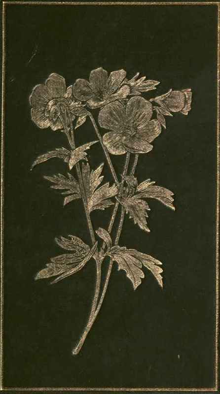 Sub Alpine Plants Or Flowers Of The Swiss Woods An 1