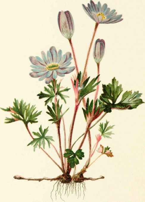 Anemone Caroliniana