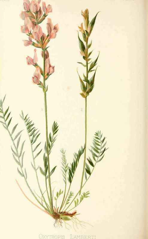 Colorado Loco Vetch Oxytropis Lamberti Pursh Natur 20046