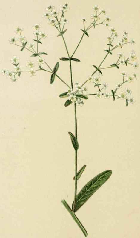 Euphorbia Corollata