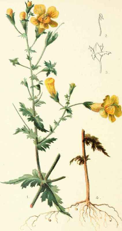Gerardia Pedicularia