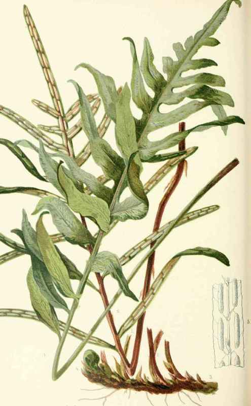Netted Chain Fern Woodwardia Angustifolia J E Smit 20043