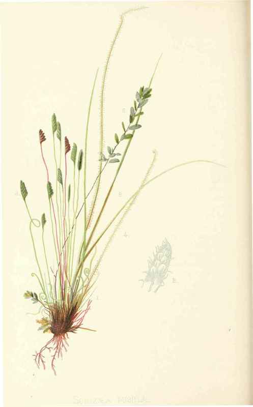 New Jersey Schizaea Schizaea Pusilla Pursh Natural 20032