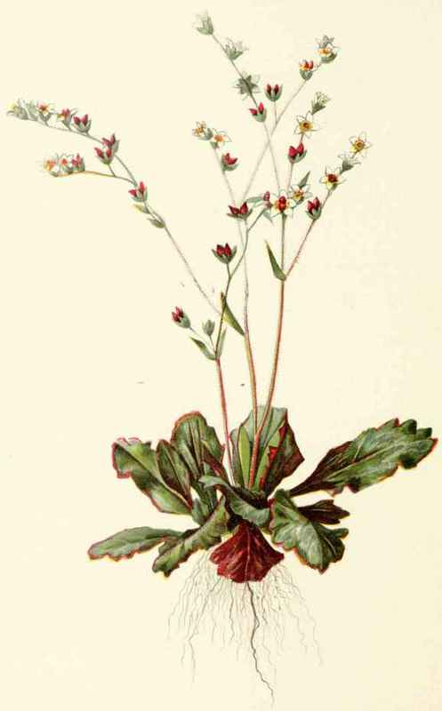 Saxifraga Virginiensis