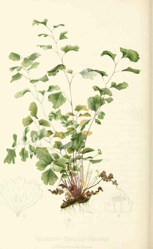 True Maiden Hair Fern Adiantum Capillus Veneris Li 20016