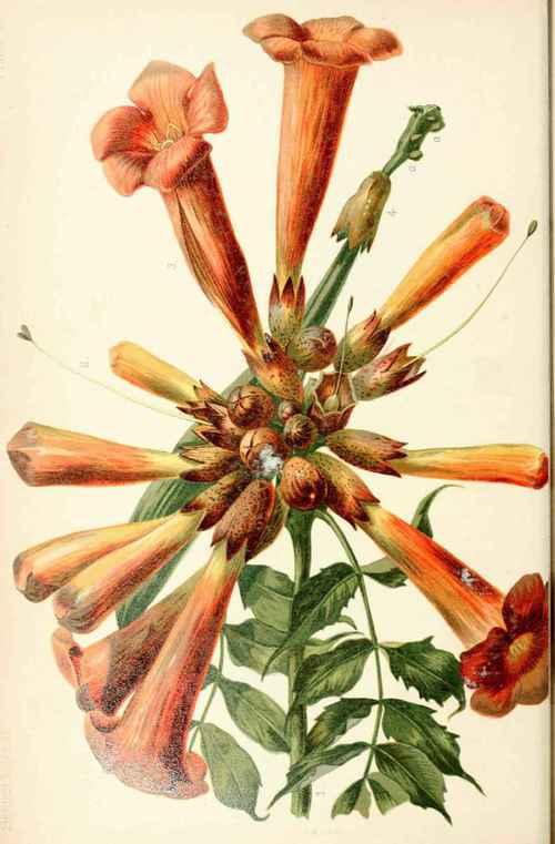 Trumpet Flower 2001