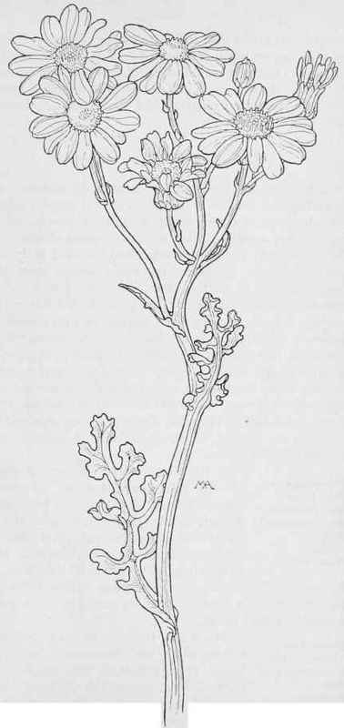 African Senecio S. elegans