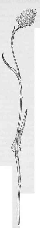 Alpine Smartweed Polygonum bistortoides