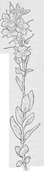 Alpine Speedwell V.Wormskjoldii.