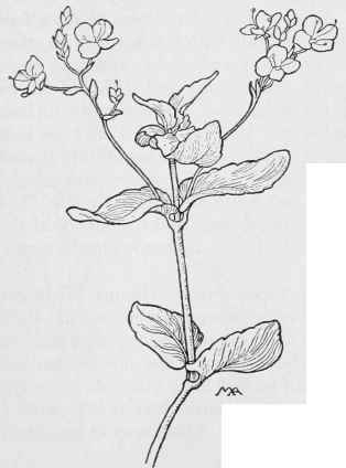 American Brooklime Veronica Americana
