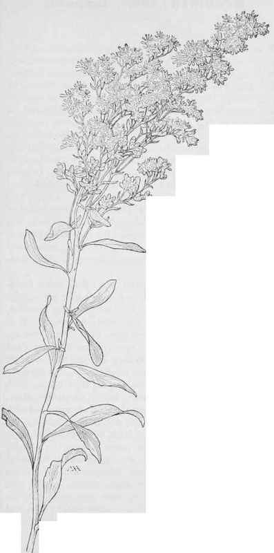 Arizona. Golden rod Solidago trinervata.