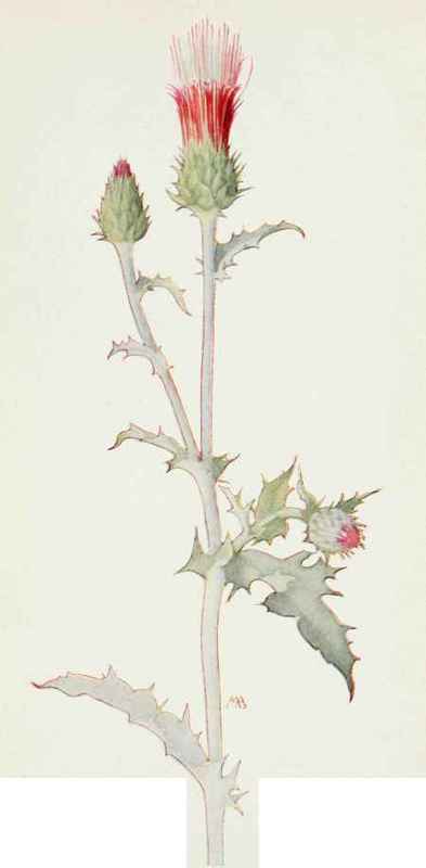 Arizona Thistle. Carduus Arizonicus.