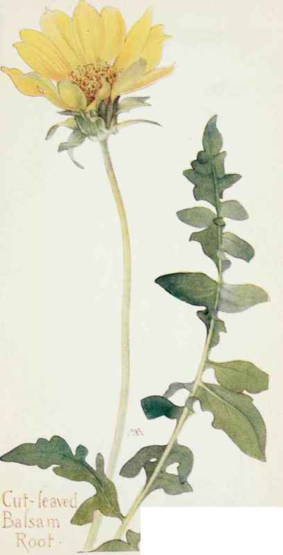 Balsamorrhiza macrophylla.