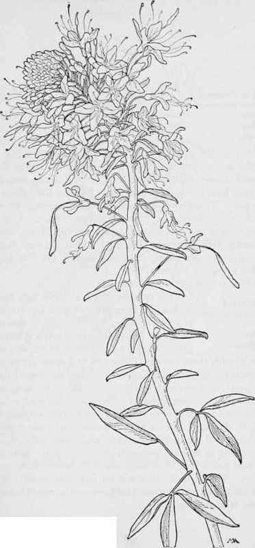 Bee plant Cleome serrulate