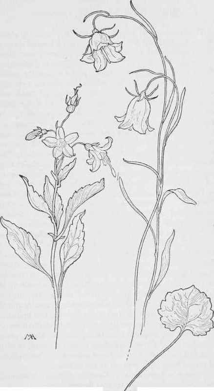 Bell flower Campanula Scouleri. Harebell C. rotundifolia