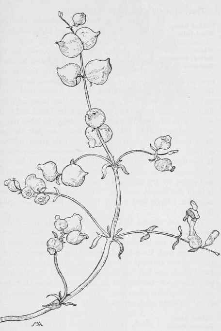 Bladder bush   Salazaria Mexicana
